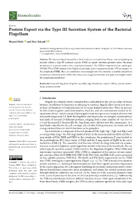 Protein Export Via the Type III Secretion System of the Bacterial Flagellum