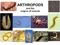ARTHROPODS and the Origins of Insects ARTHROPODA and Related Phyla