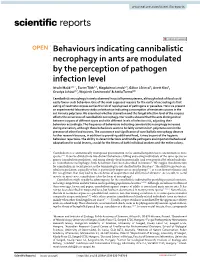 Behaviours Indicating Cannibalistic Necrophagy in Ants Are Modulated