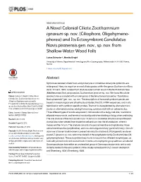 Zoothamnium Ignavum Sp