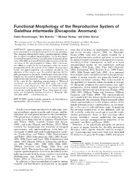 Functional Morphology of the Reproductive System of Galathea Intermedia (Decapoda: Anomura)