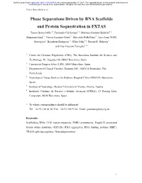 Phase Separations Driven by RNA Scaffolds and Protein Sequestration in FXTAS