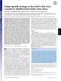 Unique Growth Strategy in the Earth's First Trees Revealed in Silicified Fossil