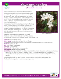 Swamp Azalea (Rhododendron Viscosum)