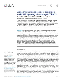 Astrocyte Morphogenesis Is Dependent on BDNF Signaling Via