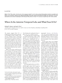 Where Is the Anterior Temporal Lobe and What Does It Do?