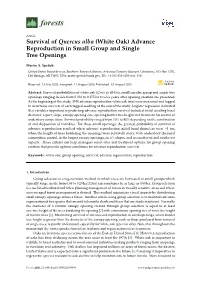 Survival of Quercus Alba (White Oak) Advance Reproduction in Small Group and Single Tree Openings