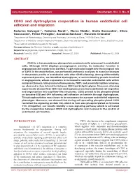 CD93 and Dystroglycan Cooperation in Human Endothelial Cell Adhesion and Migration