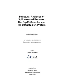 The Prp19-Complex and the U11/U12 65K Protein