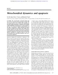 Mitochondrial Dynamics and Apoptosis