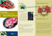 Nematop® Black Vine Weevil
