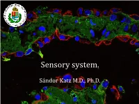 Sensory System