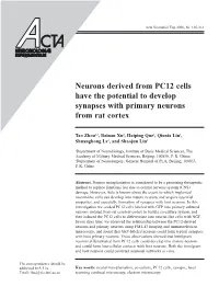 Neurons Derived from PC12 Cells Have the Potential to Develop Synapses with Primary Neurons from Rat Cortex