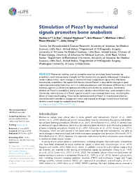 Stimulation of Piezo1 by Mechanical Signals Promotes Bone Anabolism