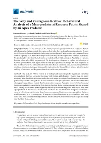 The Wily and Courageous Red Fox: Behavioural Analysis of a Mesopredator at Resource Points Shared by an Apex Predator