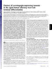 Clusters of Secretagogin-Expressing Neurons in the Aged Human Olfactory Tract Lack Terminal Differentiation
