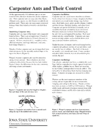 Carpenter Ants and Their Control