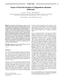 Causes of Fruit Set Variation in Polygonatum Odoratum (Liliaceae)