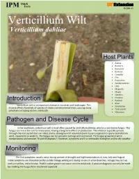 Verticillium Wilt