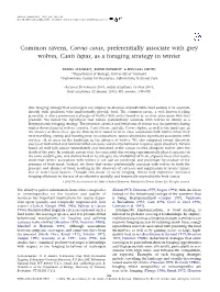 Common Ravens, Corvus Corax, Preferentially Associate with Grey Wolves, Canis Lupus, As a Foraging Strategy in Winter