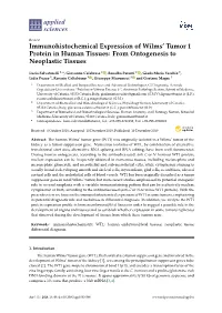 Immunohistochemical Expression of Wilms' Tumor 1 Protein In