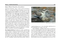 Plover, Snowy