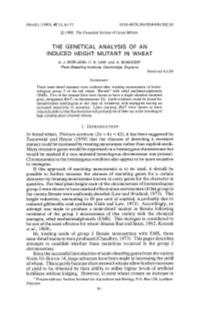 The Genetical Analysis of an Induced Height Mutant In