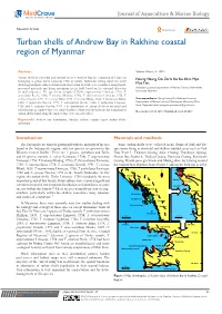 Turban Shells of Andrew Bay in Rakhine Coastal Region of Myanmar