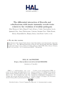 The Differential Interaction of Brucella and Ochrobactrum with Innate