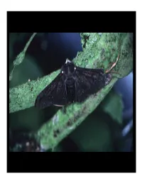 The Peppered Moth: the Proof of Darwinian Evolution