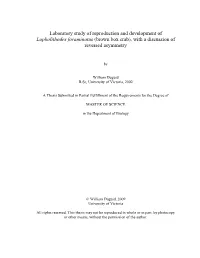 Uvic Thesis Template