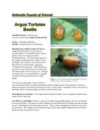 Argus Tortoise Beetle