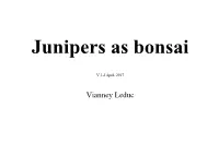 California Juniper Picture Published with Permission of Bonsai Mirai