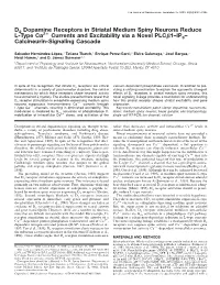 D2 Dopamine Receptors in Striatal Medium Spiny Neurons Reduce L