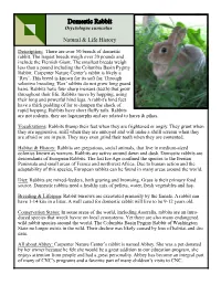 Domestic Rabbit Oryctolagus Cuniculus