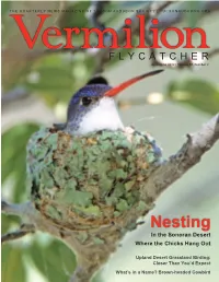Nesting in the Sonoran Desert Where the Chicks Hang Out