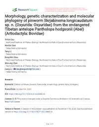 Morphology, Genetic Characterization and Molecular Phylogeny of Pinworm Skrjabinema Longicaudatum Sp
