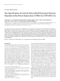 The Specification of Cortical Subcerebral Projection Neurons Depends on the Direct Repression of TBR1 by CTIP1/Bcl11a