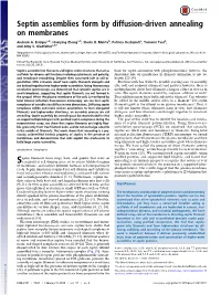 Septin Assemblies Form by Diffusion-Driven Annealing on Membranes