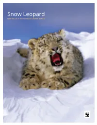 Snow Leopard