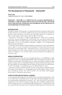The Development of Hamamelis Intermedia©