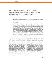 THE SARCOPLASMIC RETICULUM, the T SYSTEM, and the MOTOR TERMINALS of SLOW and TWITCH MUSCLE FIBERS in the GARTER SNAKE Defined F