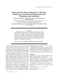 Dorsorostral Snout Muscles in the Rat Subserve Coordinated Movement for Whisking and Sniffing