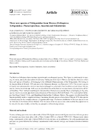 Orthoptera: Tettigoniidae; Phaneropterinae; Insarini and Odonturini)