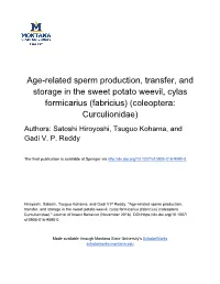 Age-Related Sperm Production, Transfer, and Storage in The