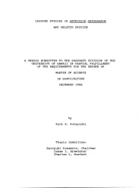 Isozyme Studies in Anthurium Andraeanum and Related