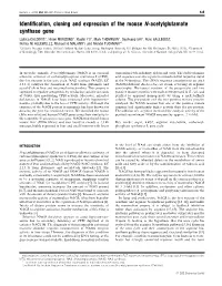 Identification, Cloning and Expression of the Mouse N-Acetylglutamate Synthase Gene