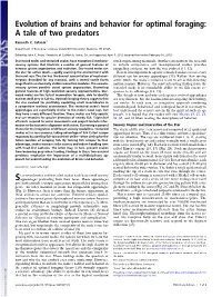 Evolution of Brains and Behavior for Optimal Foraging: a Tale of Two Predators