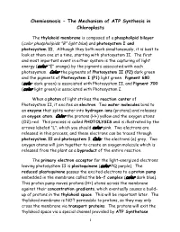 Chemiosmosis - the Mechanism of ATP Synthesis in Chloroplasts