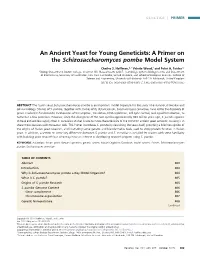 An Ancient Yeast for Young Geneticists: a Primer on the Schizosaccharomyces Pombe Model System